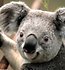 Koala 1999