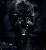 Wolf Alpha