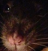 Schumpo Rat