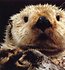 Otter Nase