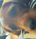 Luke the dog