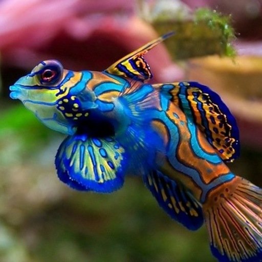 aquariumcustomisationset08