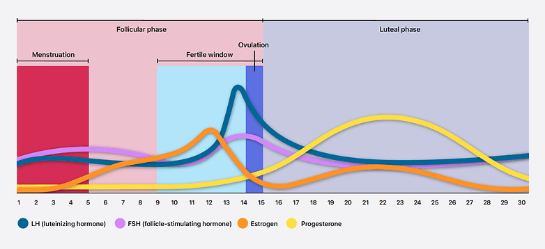 Apple menstrual cycle graphics: menstrual cycle phases