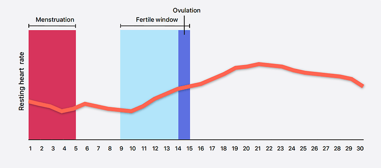 Apple menstrual cycle graphics: resting heart rate