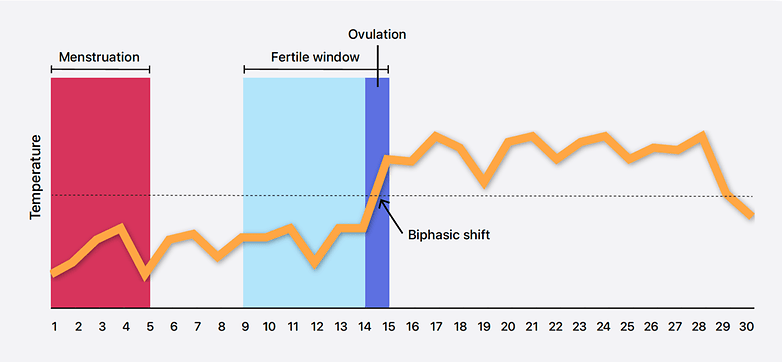 Auswertung des weiblichen Zyklus