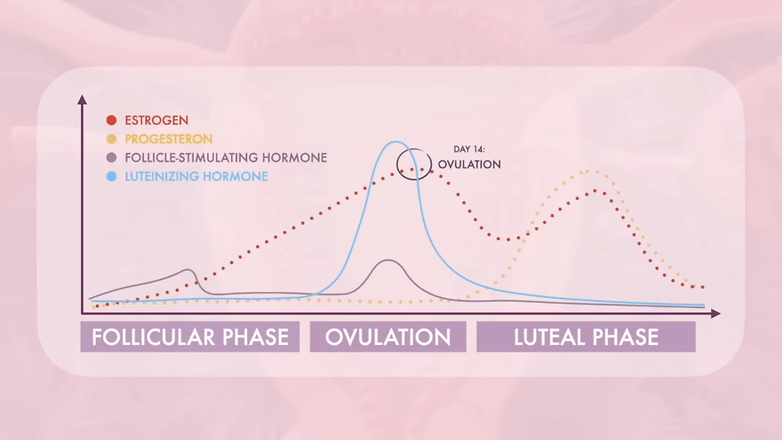 Screenshot zeigt die Phasen des Menstruationszyklus