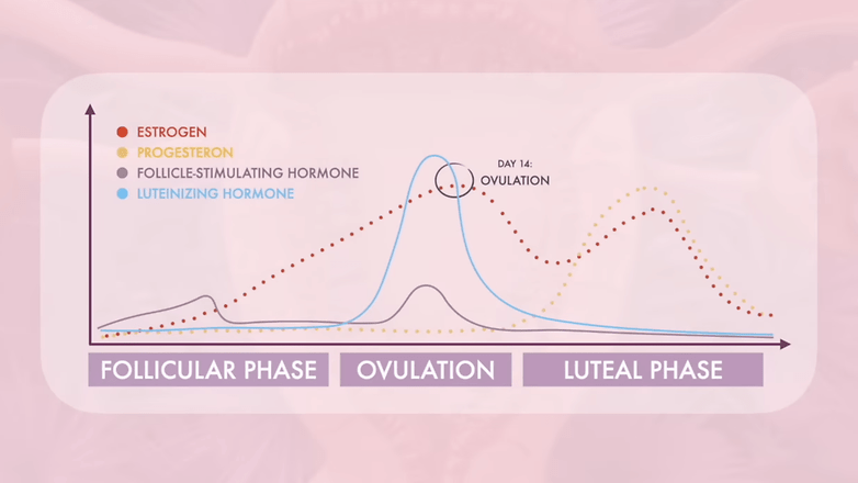 Cycles menstruels