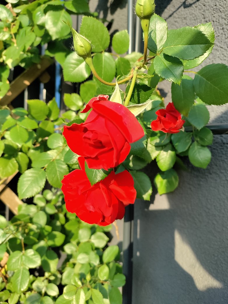 OnePlus Nord CE camera roses