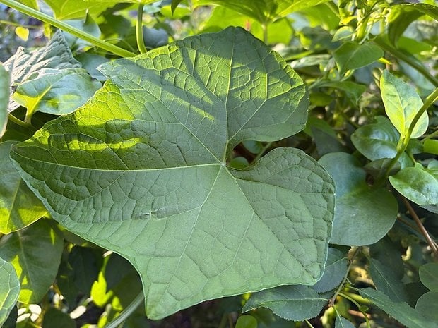 Close-up of a large green leaf with textured veins and surrounding foliage.