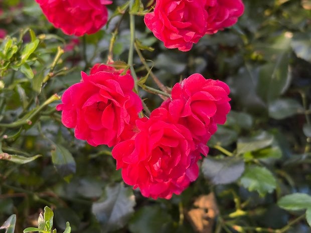 A cluster of vibrant red roses against a green background.