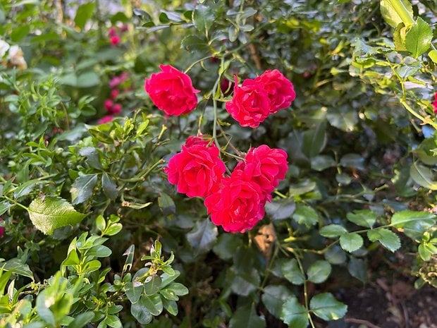 A cluster of vibrant red roses among green foliage.