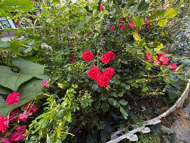 A lush garden with vibrant pink roses among green foliage.