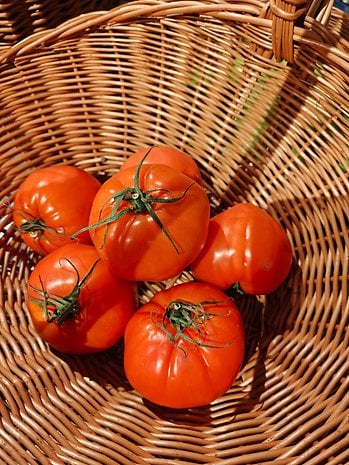 A basket filled with ripe, red tomatoes with green stems.