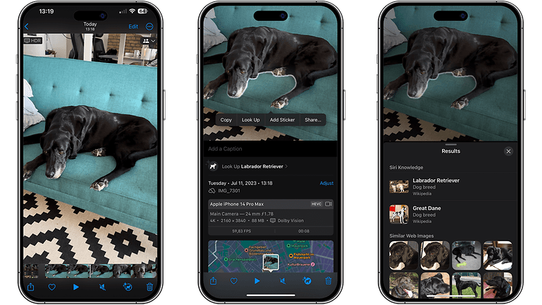 Képernyőképek egy kutyáról a kanapén