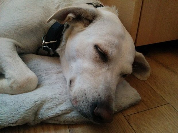 Nexus 5 Camera Sample Dog