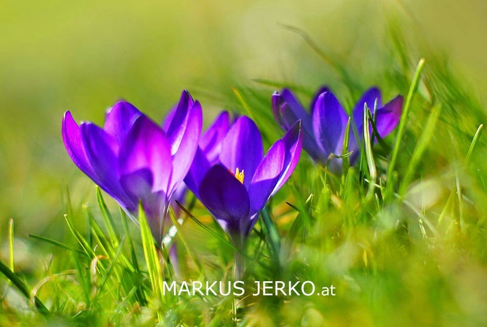 krokus 05325_A