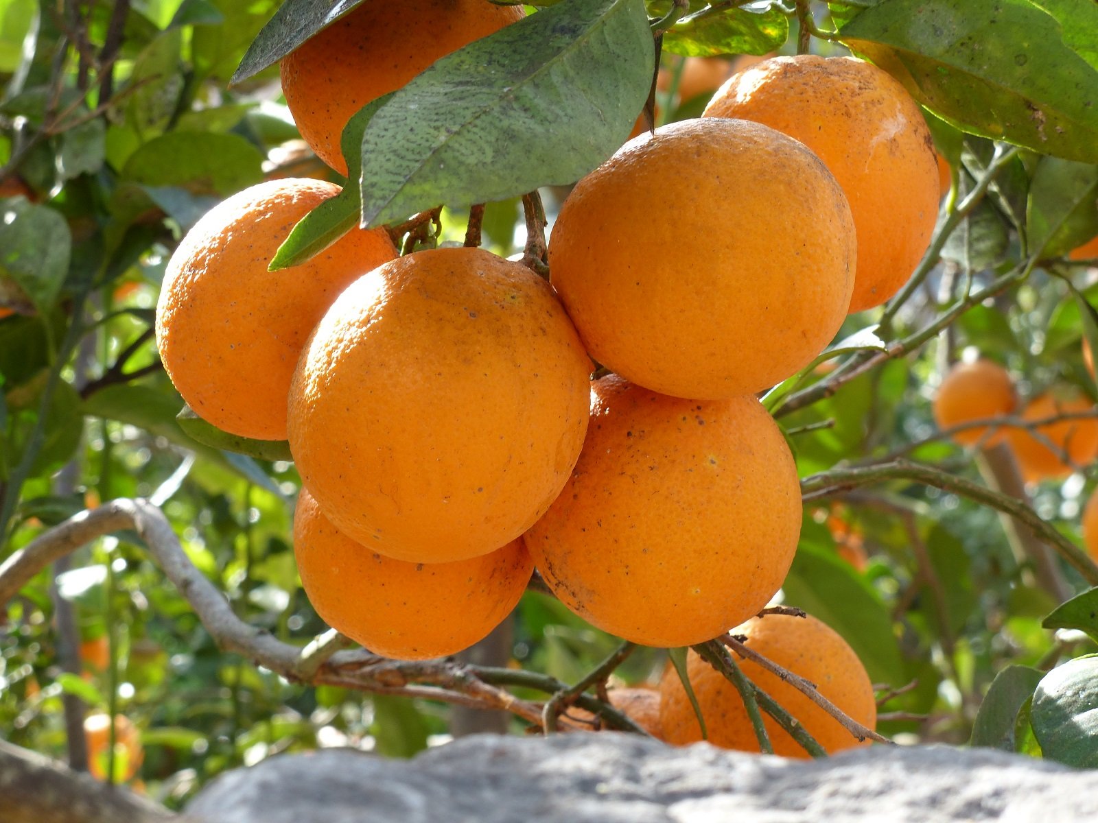 Orangen1