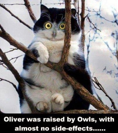 cat_owl