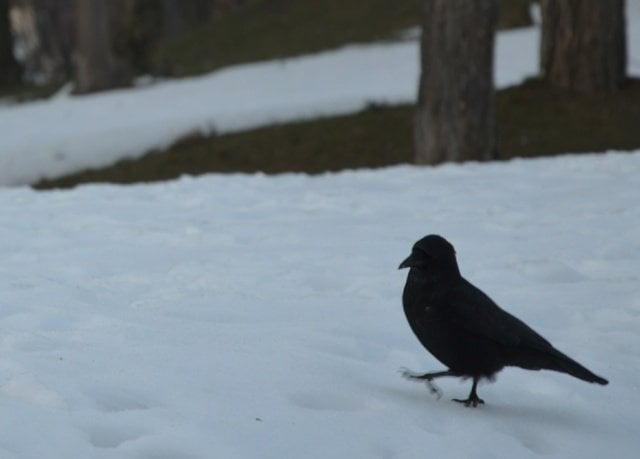 Amsel