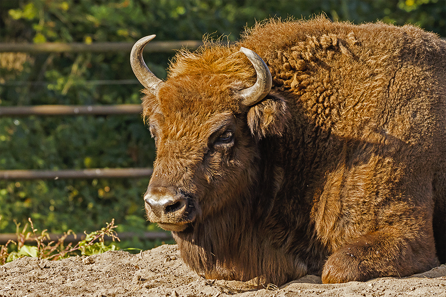 Wisent