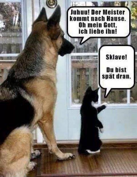 Hund_Katze 1450791564971