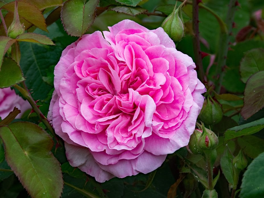 Englische GertrudeJekyll