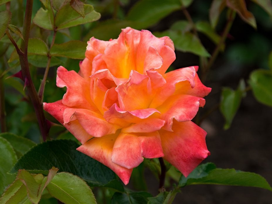 Floribunda Aberdonian