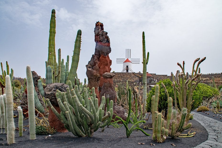 Lanzarote Guatiza13