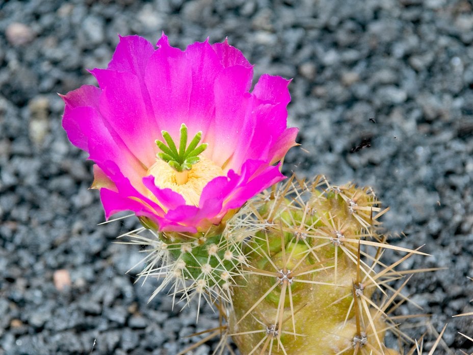 Lanzarote Guatiza15