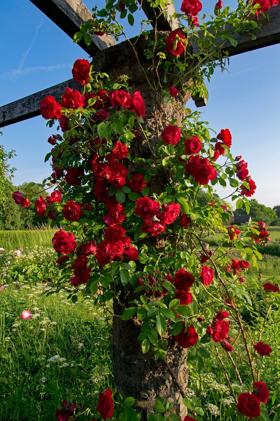 Rosenhohe_2018 05 28_10