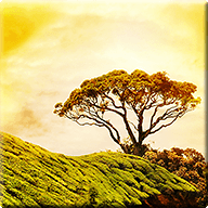 icon_192x192