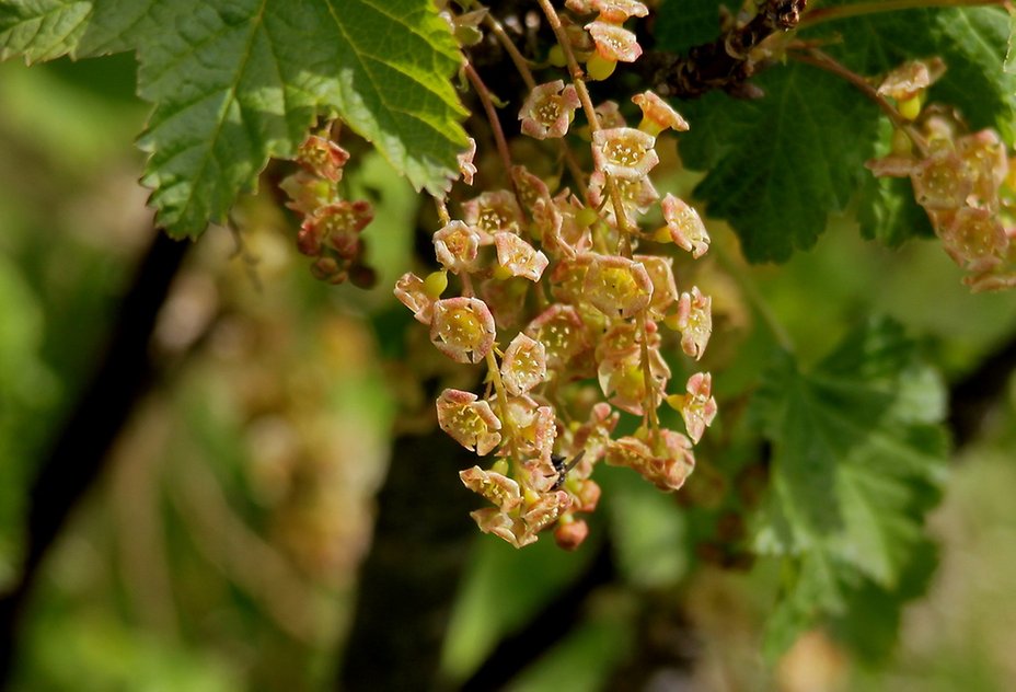 Beeren