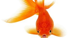 Top 5 des meilleurs poissons d'avril à faire avec votre Android