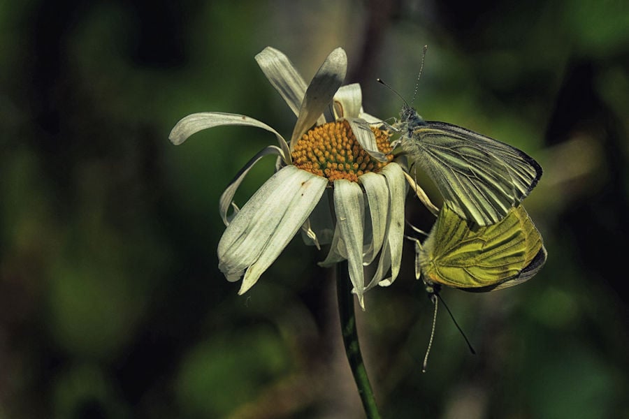 2Schmetterlinge