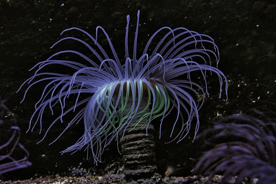 anemone