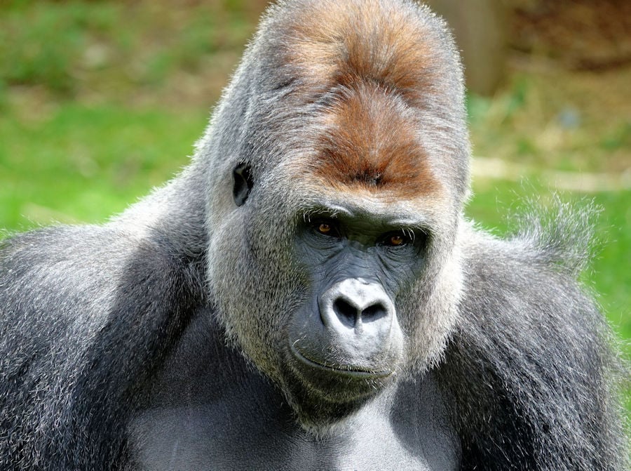 gorilla