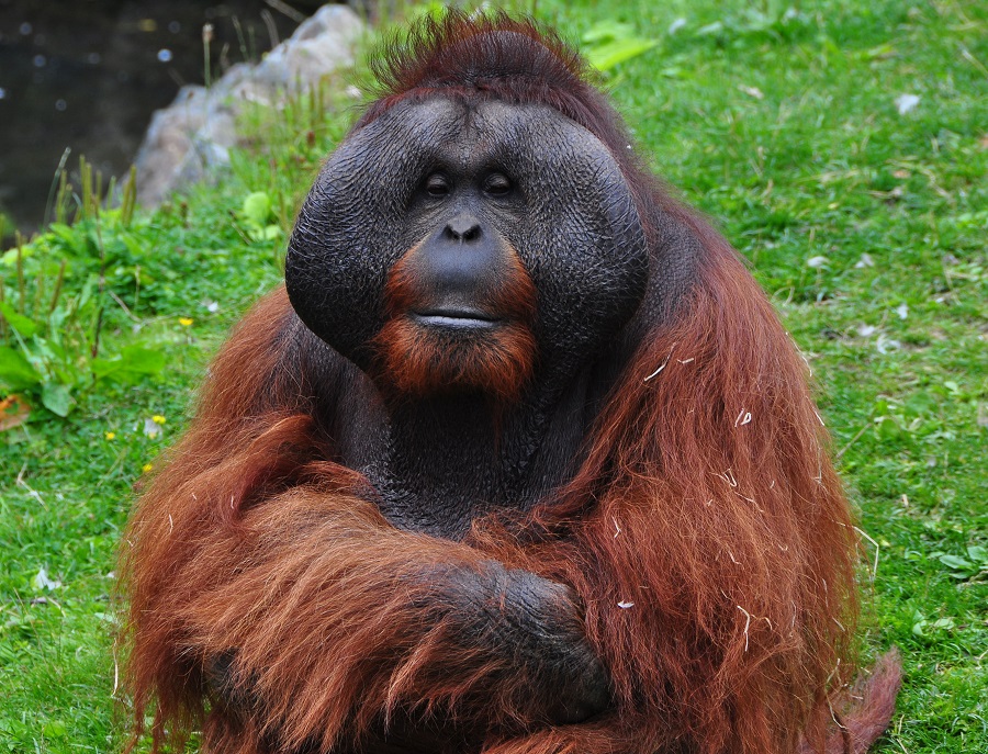 orang