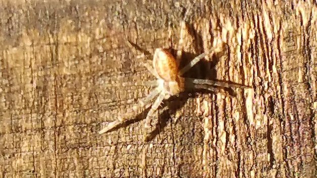 androidpit galaxy note 4 camera 11 zoom spider