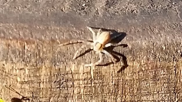androidpit galaxy s5 camera 11 zoom spider