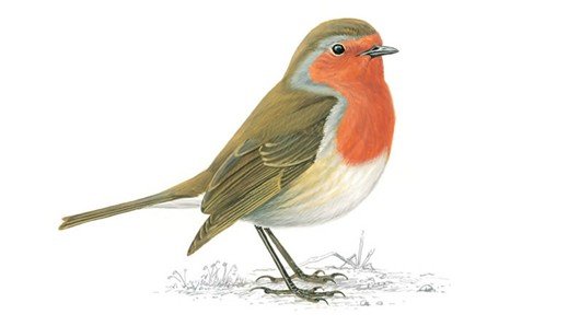 robin_master_tcm9 17658