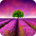 ic_launcher_lf_free
