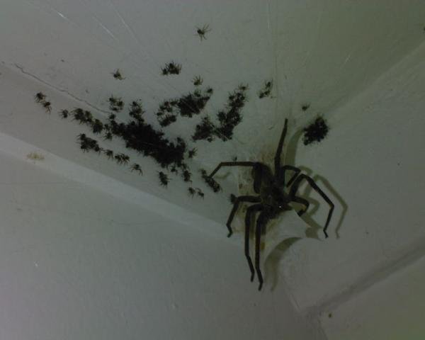 spiderthatcouldprobably