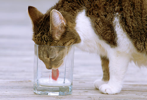 getty_rm_photo_of_cat_drinking_milk