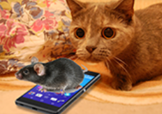 Mouse_Banner