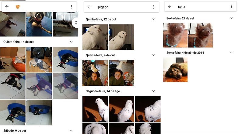 google fotos animais 3
