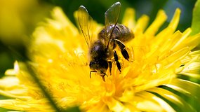 Cette intelligence artificielle pourrait sauver la vie des abeilles