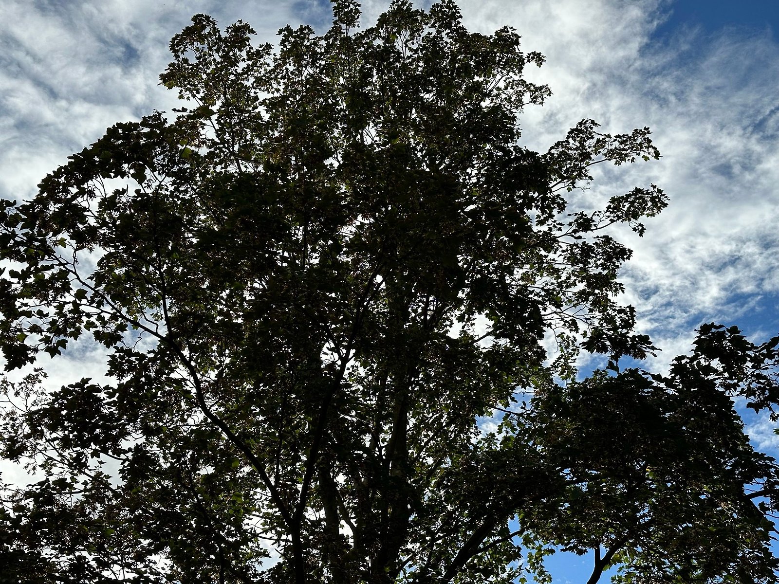 comment faire de belle photo avec iphone 14 pro max