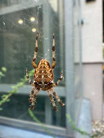 Gros plan d'une araignée brune sur sa toile, avec un arrière-plan flou.