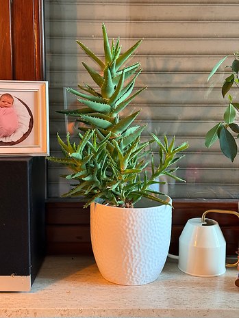 Une plante succulente verte dans un pot blanc texturé sur un comptoir, avec un cadre photo et un petit contenant blanc à proximité.