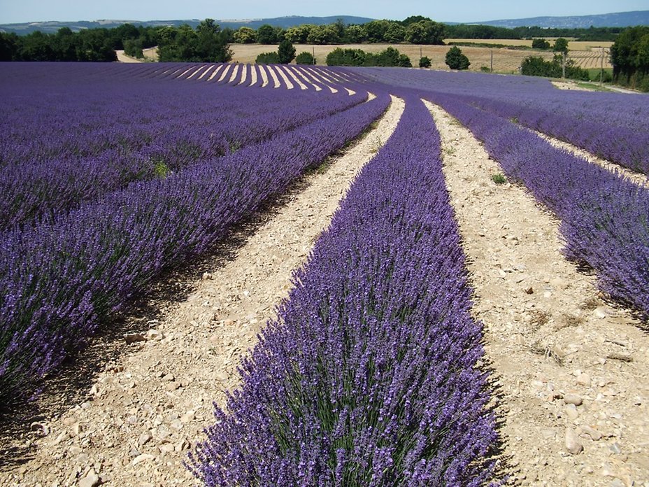 2014 07 03_3_Revest_du_Bion_ _Lavendel